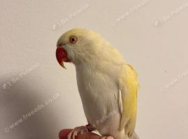 Tame ring neck