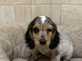 Cocker Spaniel Pups