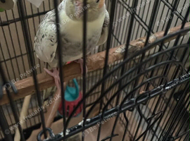 Cockatoo