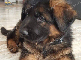 German Shepard puppy up for sale