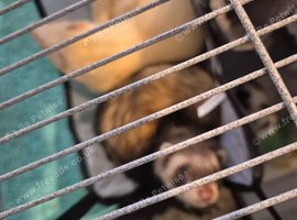 2 female ferrets 11 month old have you got a good home for them
