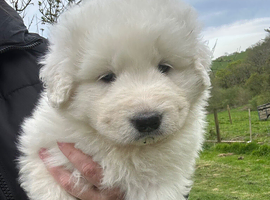 Pedigree Maremma Puppies