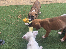 We have 3 lovely puppies left English bull terrier cross staffy cross german sheapard