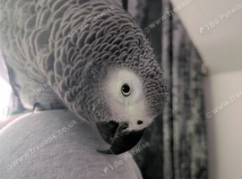 African Gray Parrot (Female) 7 years old