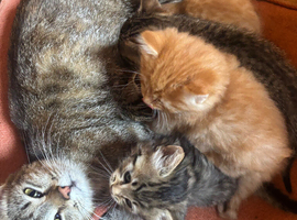 Kittens Devon tabby and ginger