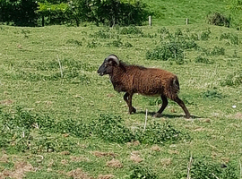 2 x bearded soay x shetland rams