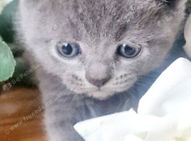 British shorthair kittens for sale
