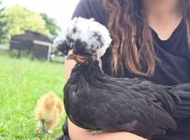 Roosters looking for Homes