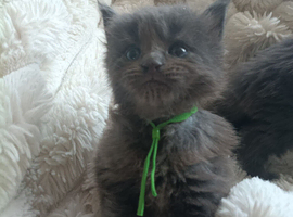 Maine Coon Kittens