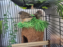 Young zebra finches