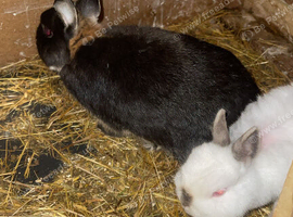 Netherland dewarth breeding pair
