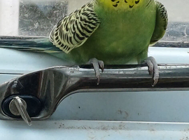 Pair of young budgies