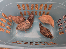 5 Females and 1 male coturnix Quail
