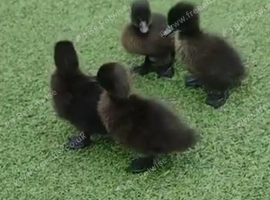 CAYUGA DUCKLINGS PURE BREED