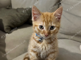 Ginger kitten