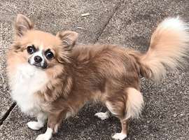 Long coat chihuahua female