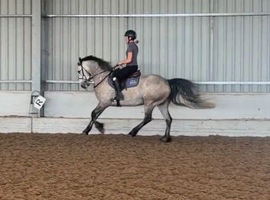 Gorgeous Class 1 Connemara Gelding