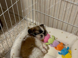 Beautiful Shih Tzu Puppies Health Checked & Well Socialised