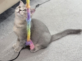Full Pedigree TICA Kittens