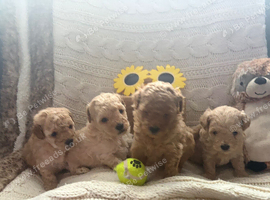 Licensed Teeny Tiny Maltipoo pups