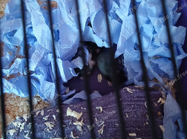 hamsters