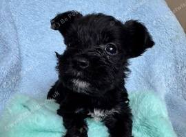 Schnauzer pups - LAST pup remaining