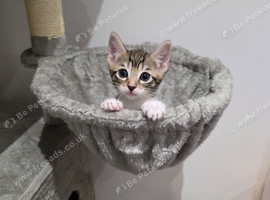Lovely polka dots and stripped kittens