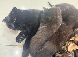 Kittens