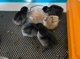 Ayam Cemani chicks day old