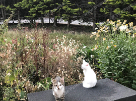 beautiful Two sister cats