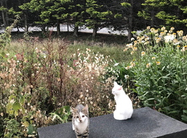 Two beautiful little kitten sisters . They should go together