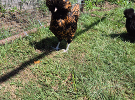 3 Silkie and 2 Polish