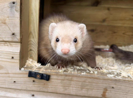 Sandy neutered male