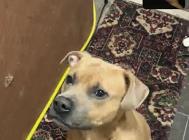 Staffy cross american bulldog