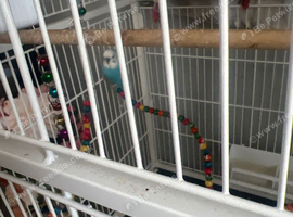 2 young  budgies