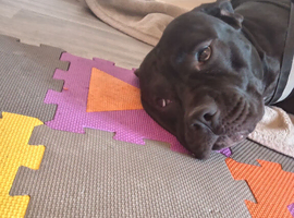 Canie mastiff for sale