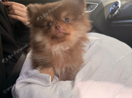 Pom