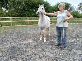 Welsh section A four year old mare