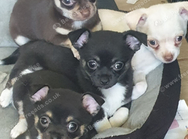 Chihuahua puppies Alford lincs