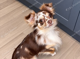 Merle Tricolour Long Haired Chihuahua