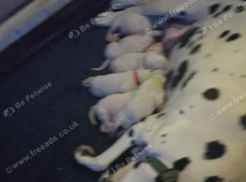 KC Registered dalmatian puppies for sale