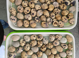 Hatching eggs