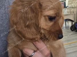 Cocopoo puppies for sale