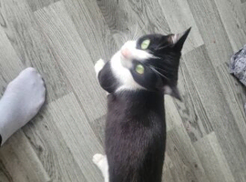 Black and white female cat for rehoming