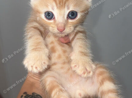 Kittens