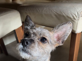 Poodle x frenchie female pup