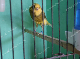 Yorkshire canary