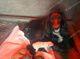 Beautiful F1 cockerpoo puppies- ready 14th July