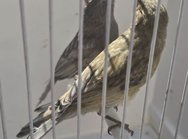 BEAUTIFUL PAIR BLACK GRAYWINGS CANARIES