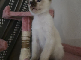 Siamese Seal point male Kitten